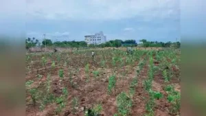 The Namakkal municipal corporation has developed two Miyawaki mini: The wider industry impact