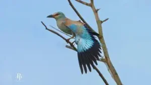The unusual sighting of two European roller birds, colourful migratory birds, in Kharghar