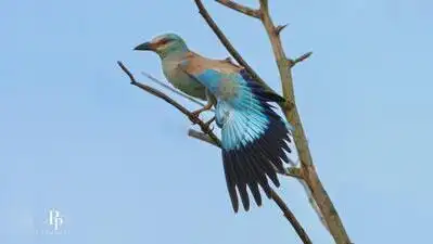 The unusual sighting of two European roller birds, colourful migratory birds, in Kharghar