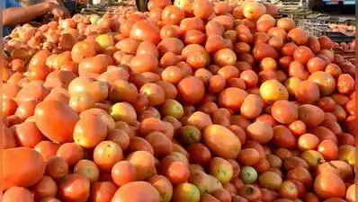 Price of kitchen staple tomato has crashed from Rs 50 a kg to as low: The wider industry impact