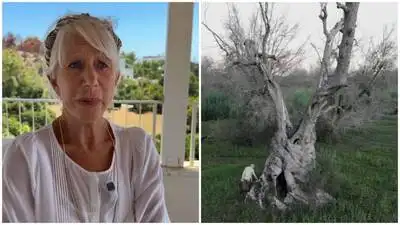 Helen Mirren, 81, is campaigning to protect Italy’s ancient olive trees from Xylella