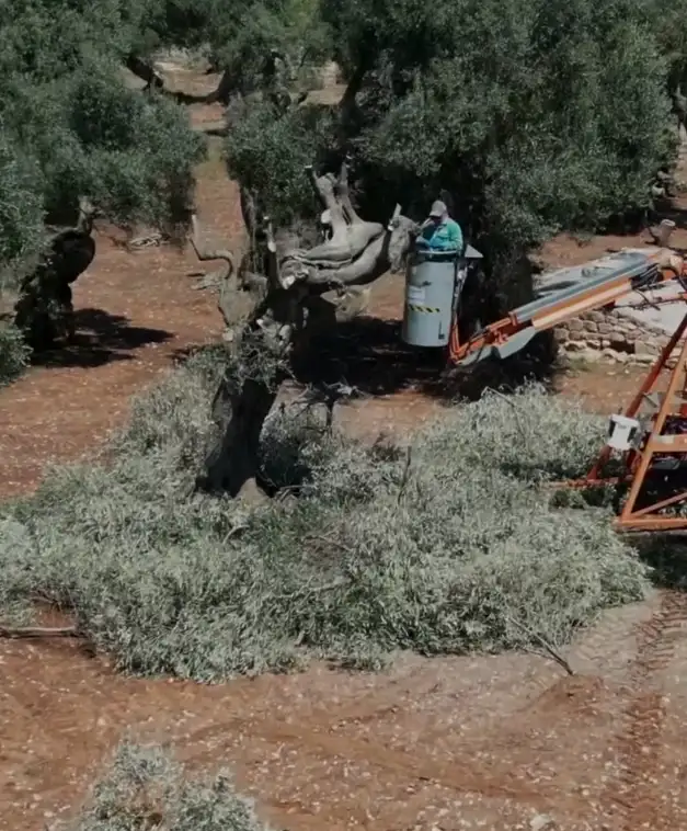 Helen Mirren, 81, is campaigning to protect Italy’s ancient olive trees from Xylella