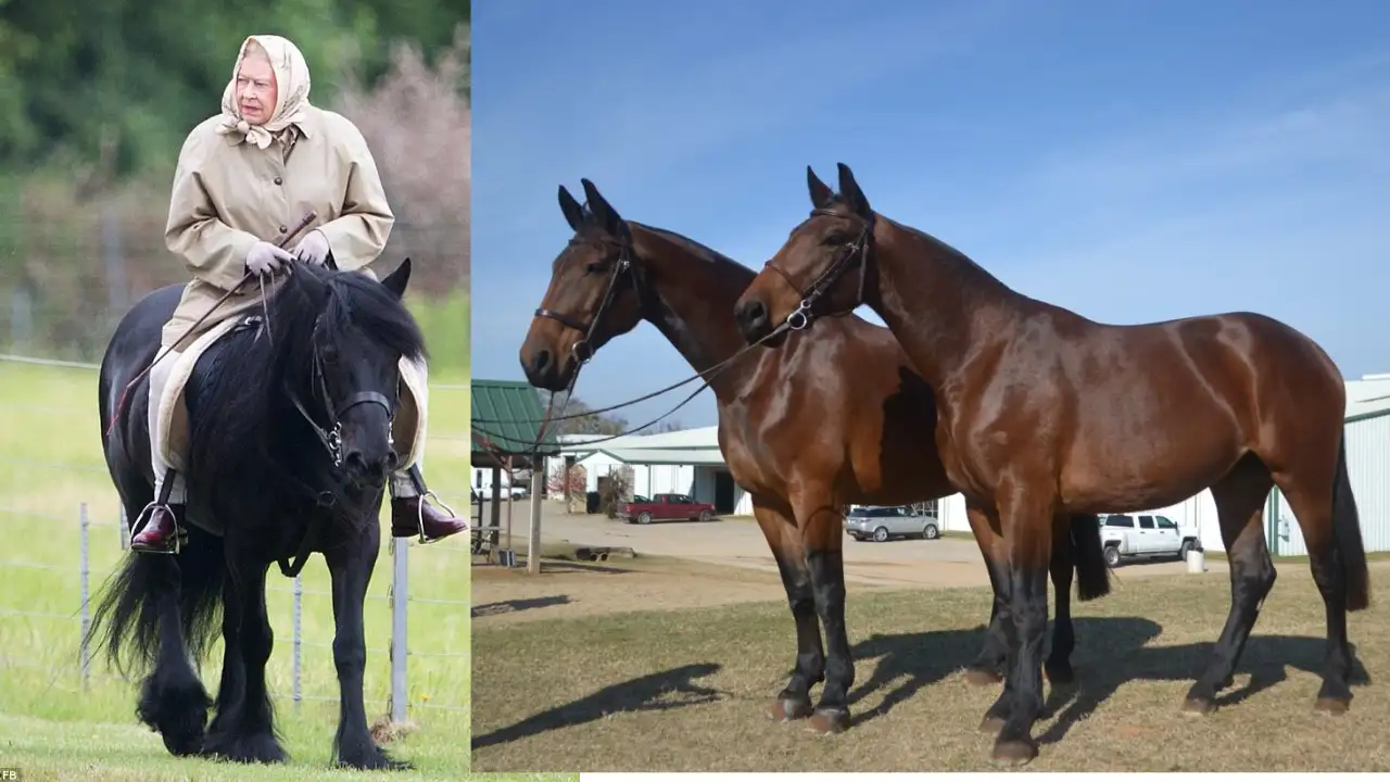 Queen Elizabeth helped save rare horse breeds from extinction; she bought a Cleveland Bay colt