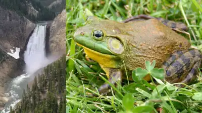 American bullfrogs spread along roughly 66 miles of Montana’s Yellowstone River floodplain