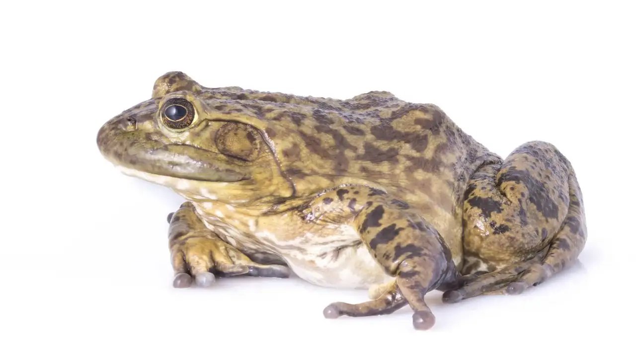 American bullfrogs spread along roughly 66 miles of Montana’s Yellowstone River floodplain