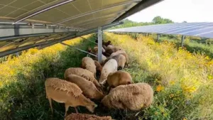 In 2018, a Vermont couple started with 30 sheep; seven years later: The wider industry impact