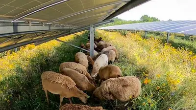 In 2018, a Vermont couple started with 30 sheep; seven years later: The wider industry impact