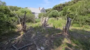 A Massachusetts couple represented themselves in a dispute over damaged trees and encroachments