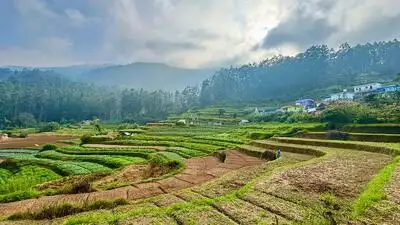 Vattavada's vegetable farms dry up, farmers in debt: The wider industry impact