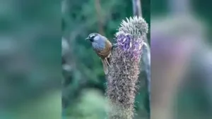 An uphill fight for a songbird: The wider industry impact
