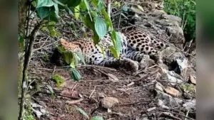 Forest department personnel spotted the ailing leopard in the 40: The wider industry impact