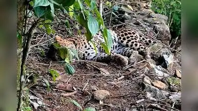 Forest department personnel spotted the ailing leopard in the 40: The wider industry impact
