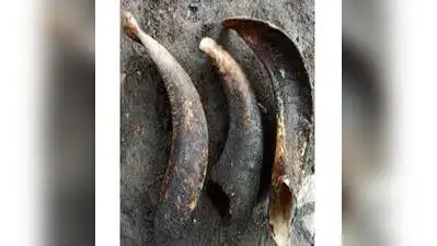 Researchers explore new composite — Sheep horns to car bumpers: The wider industry impact