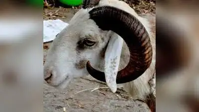 Researchers explore new composite — Sheep horns to car bumpers: The wider industry impact
