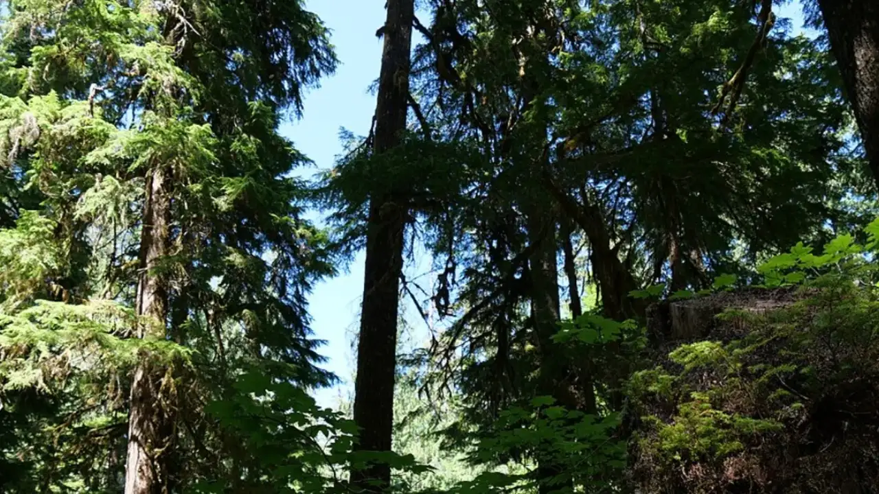 In 1993, Bill Clinton proposed a Pacific Northwest forest plan after a bitter logging fight