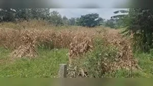 Madikeri: Hundreds of rain-dependent maize farmers in Kushalnagar: The wider industry impact