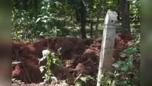 Gaur death in road accident exposes wildlife management failures