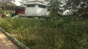 Thick vegetation covers portions of MG Park in Hubballi — Reeling: The wider industry impact
