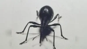 Pear-shaped weevils are seen everywhere in North Karnataka, but they: The wider industry impact