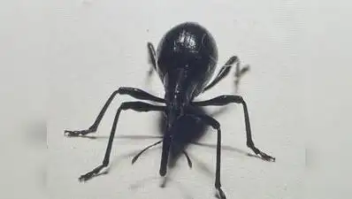 Pear-shaped weevils are seen everywhere in North Karnataka, but they: The wider industry impact