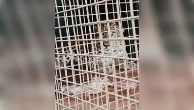 Erode : Two leopards were trapped in cages set up by the forest department in Hasanur forest
