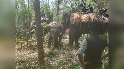 K'taka plans elephant soft-release centre, rail barricades to curb human-wildlife conflict