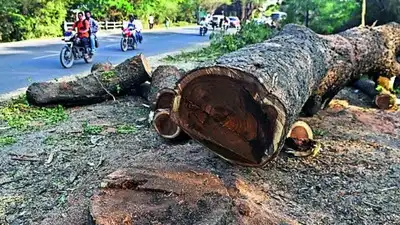 Maharashtra scrapped mandatory state-level scrutiny in 2023; RTI: The wider industry impact