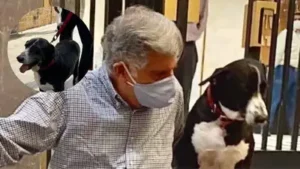 Industrialist Ratan Tata 's beloved pet dog Goa was injured in a car accident outside the Tata
