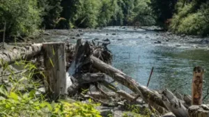In 2022, Washington replaced conventional riverbank defenses with engineered log structures
