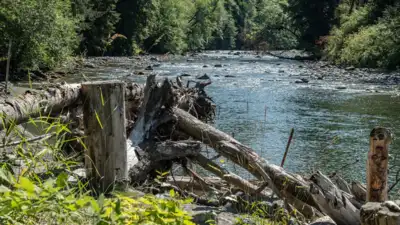 In 2022, Washington replaced conventional riverbank defenses with engineered log structures