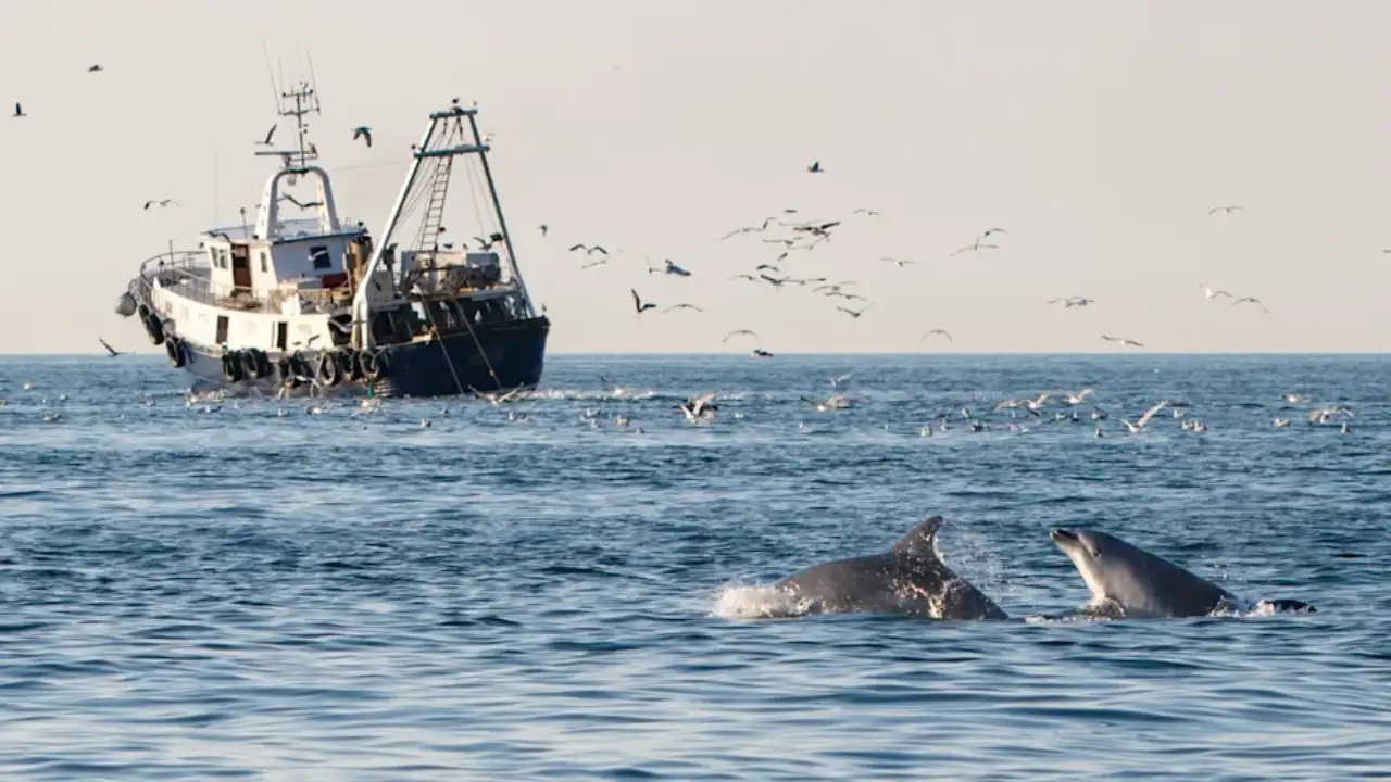 France paid people to kill Mediterranean dolphins in 1865 to protect: The wider industry impact