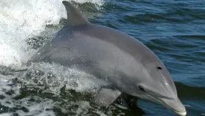 France paid people to kill Mediterranean dolphins in 1865 to protect: The wider industry impact