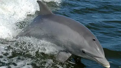 France paid people to kill Mediterranean dolphins in 1865 to protect: The wider industry impact