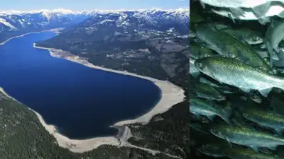 Its hydraulic research examined how juvenile sockeye salmon could: The wider industry impact