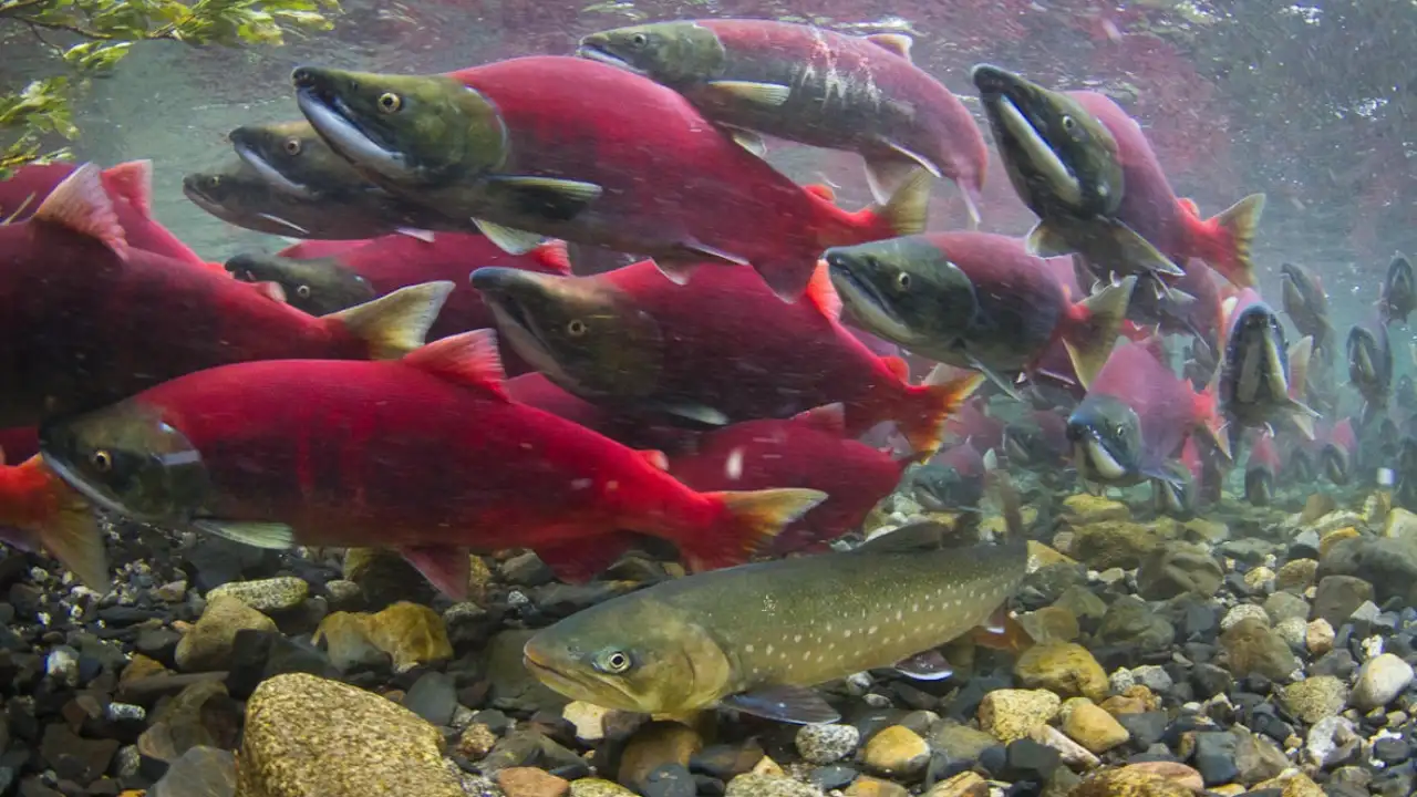 Its hydraulic research examined how juvenile sockeye salmon could: The wider industry impact