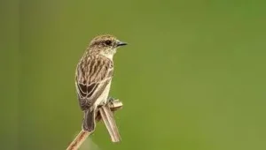 A four-day wildlife survey conducted in the Peechi wildlife division: The wider industry impact
