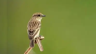 A four-day wildlife survey conducted in the Peechi wildlife division: The wider industry impact