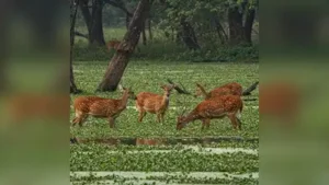 “According to a National Tiger Conservation Authority advisory: The wider industry impact