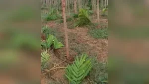 More than 400 arecanut saplings were allegedly chopped down by unidentified miscreants