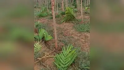More than 400 arecanut saplings were allegedly chopped down by unidentified miscreants