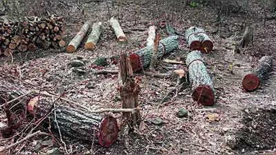 The opposition and environmentalists have objected to the move to cut 32,490 trees
