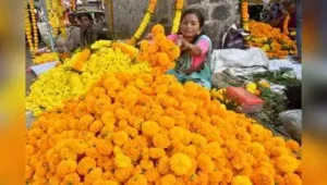 “Wholesale marigold prices were around Rs 100 per crate on Sunday: The wider industry impact