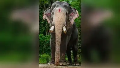 Lightning kills elephant Pallattu Brahmadathan