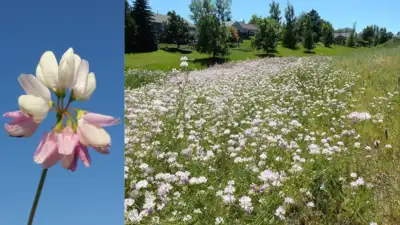 Pennsylvania extension agronomist Fred Grau came across crown vetch: The wider industry impact