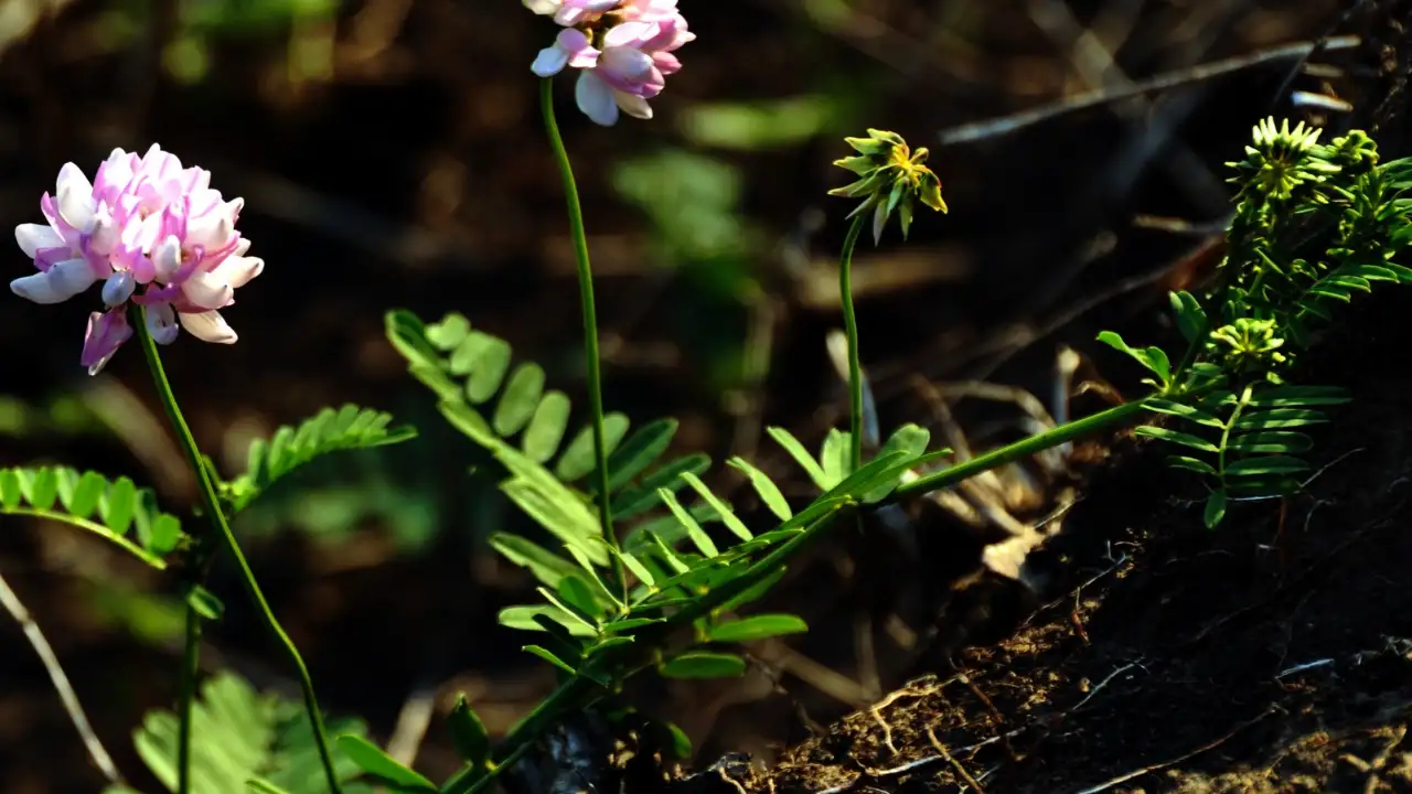 Pennsylvania extension agronomist Fred Grau came across crown vetch: The wider industry impact