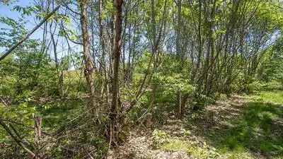 American chestnut trees are returning to the Bronx Zoo more than 120 years after the blight was