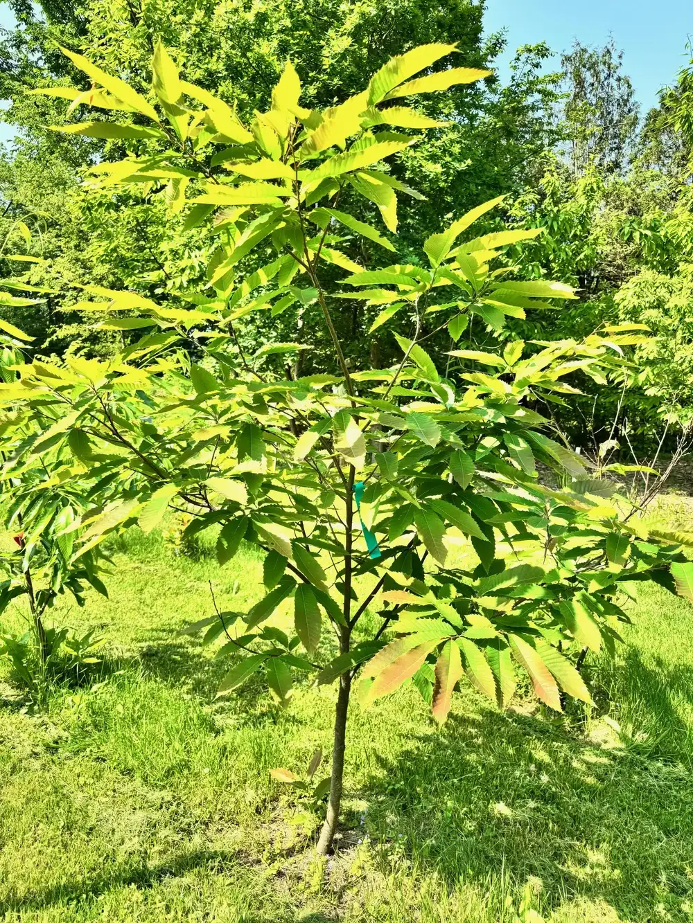 American chestnut trees are returning to the Bronx Zoo more than 120 years after the blight was