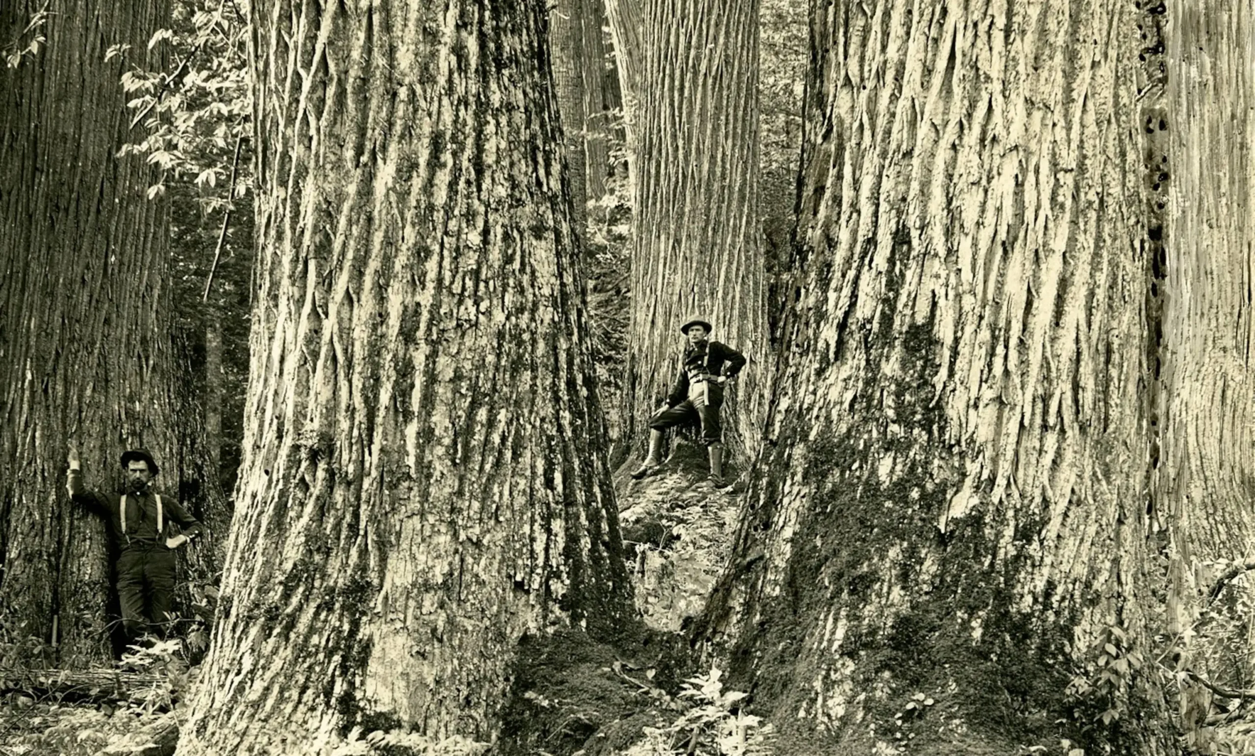 American chestnut trees are returning to the Bronx Zoo more than 120 years after the blight was