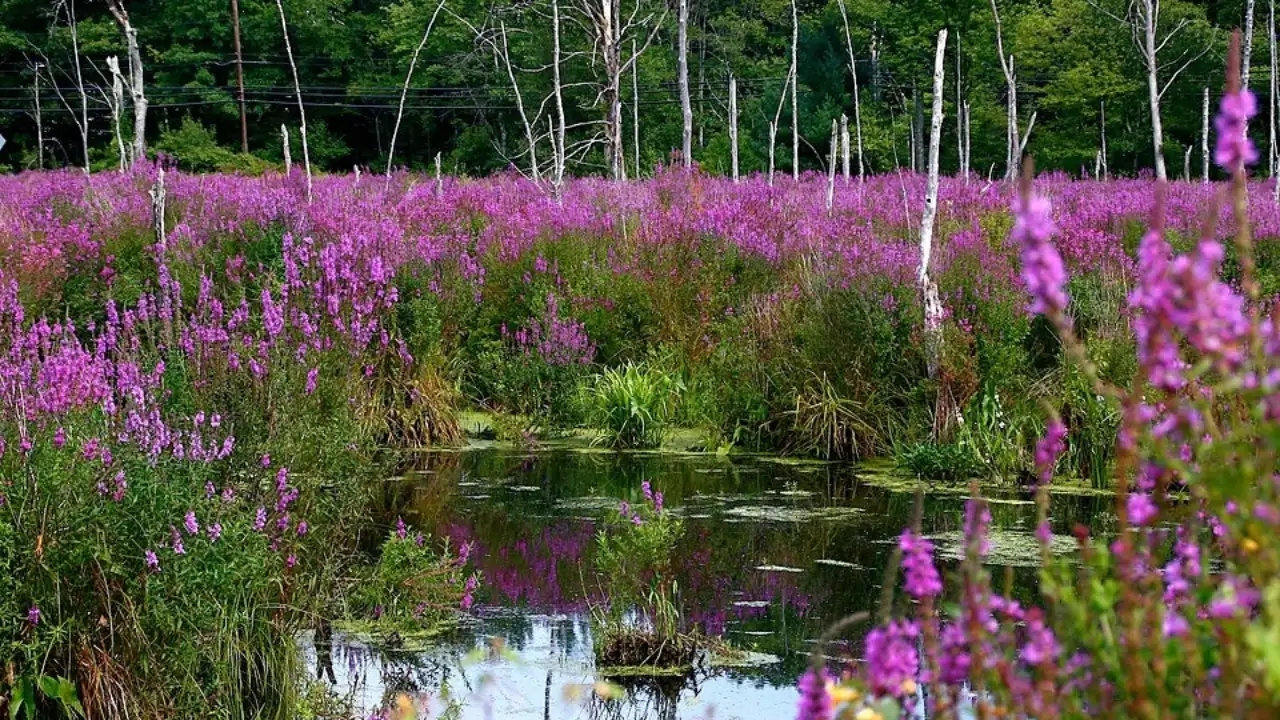 Purple loosestrife came to North America in the 1800s with European: The wider industry impact