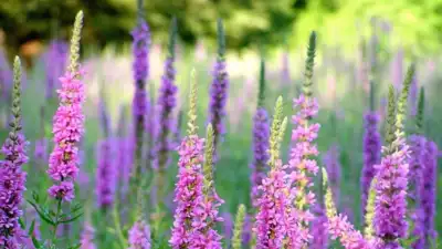 Purple loosestrife came to North America in the 1800s with European: The wider industry impact
